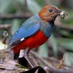 image of red_bellied_pitta #23