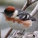 image of bird