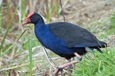 image of european_gallinule #14