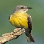 image of bird