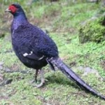 image of bird