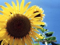 image of sunflower #11