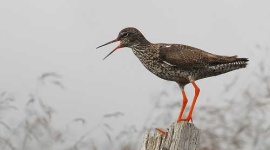 image of redshank #32