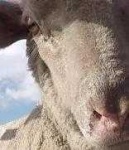 image of animal