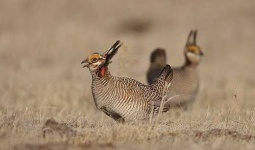 image of prairie_chicken
