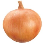 image of onion #1