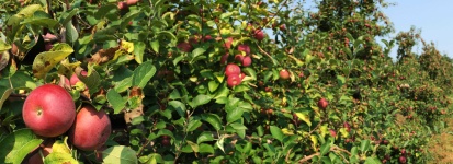 image of fruit_and_vegetable