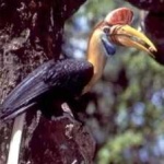 image of bird