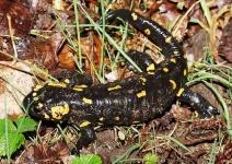 image of european_fire_salamander
