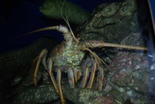 image of spiny_lobster