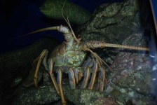 image of spiny_lobster #8