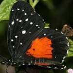 image of animal