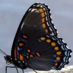 image of animal