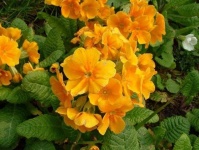 image of flower