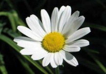 image of flower