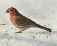 image of house_finch
