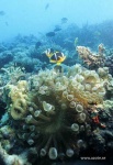 image of sea_anemone