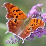 image of animal