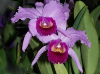 image of flower