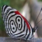 image of animal