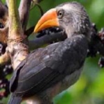 image of bird