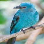 image of bird