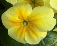 image of flower