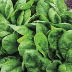 image of spinach #17