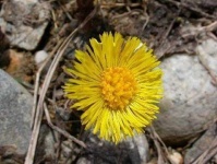 image of flower