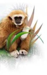 image of titi