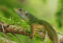 image of green_lizard