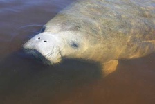 image of dugong