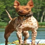 image of animal