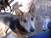image of kelpie