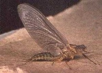 image of mayfly
