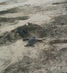 image of leatherback_turtle
