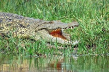 image of african_crocodile