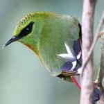 image of bird