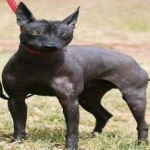 mex_hairless