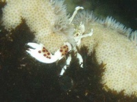 image of lionfish