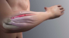 image of human_body_parts