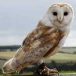 image of bird