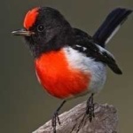 image of bird
