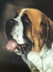 image of saint_bernard