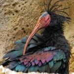 image of northern_bald_ibis #19