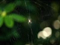 image of garden_spider