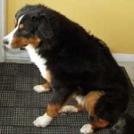 image of animal