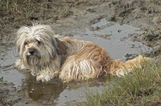 image of tibetan_terrier #4