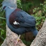 image of bird