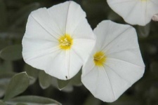 image of flower